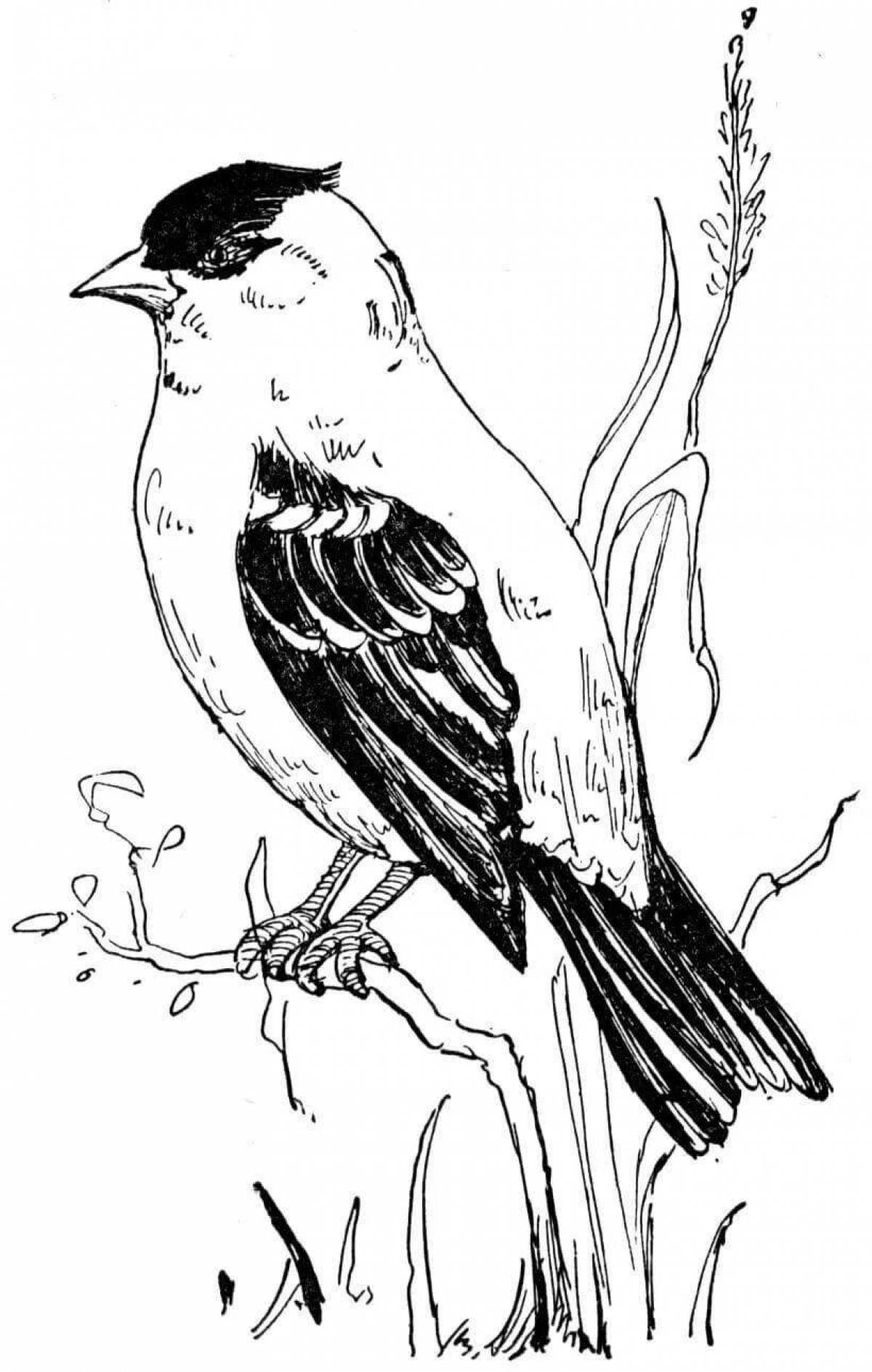 Glitter goldfinch coloring book for kids