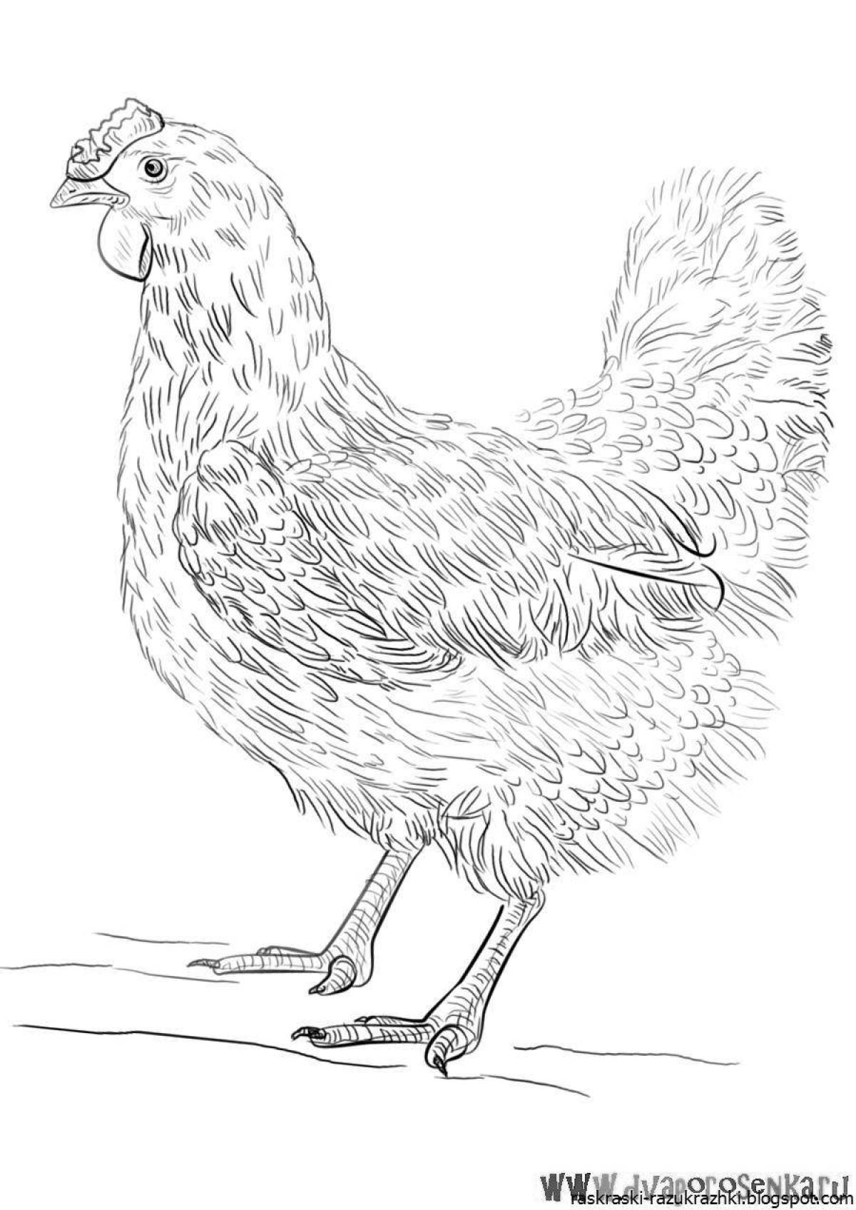 Gourmet black chicken coloring page