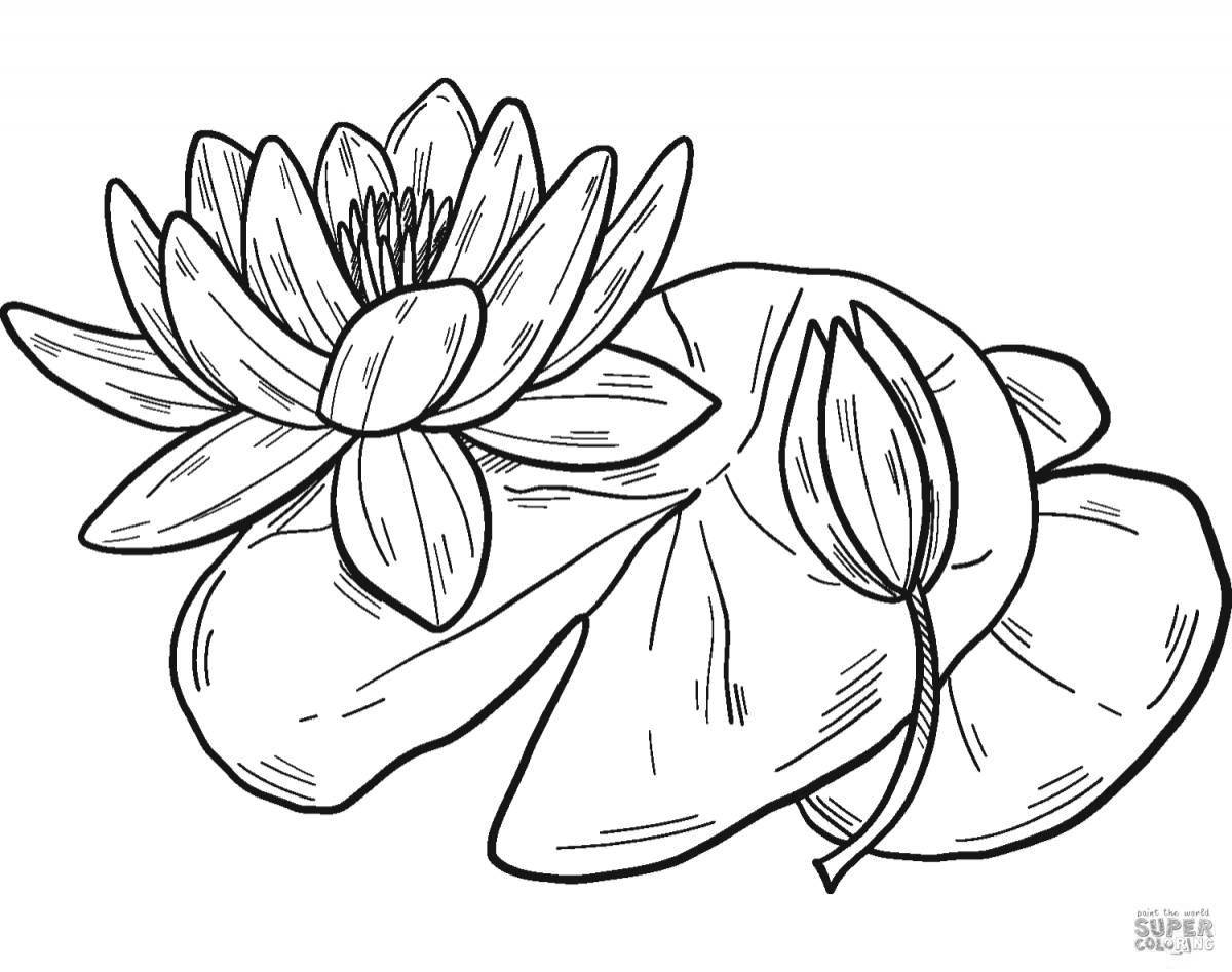 Coloring majestic white water lily
