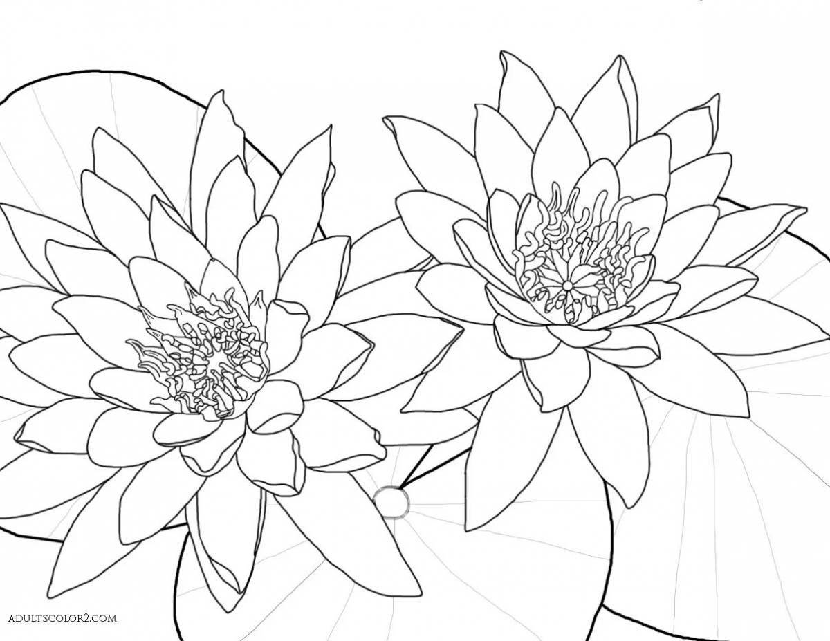 Bright white water lily coloring book