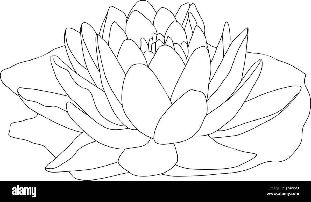 Coloring serene white water lily