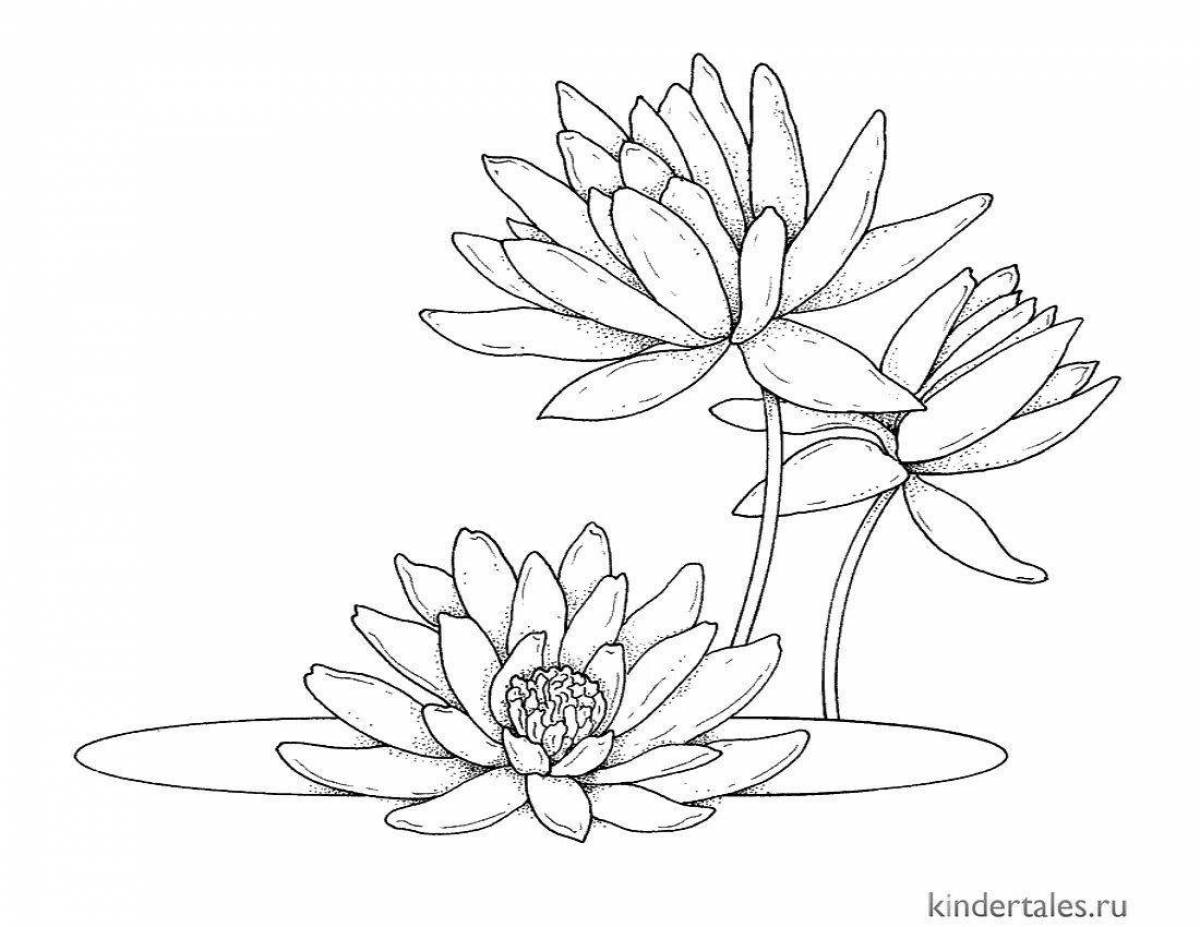 Beautiful white water lily coloring book