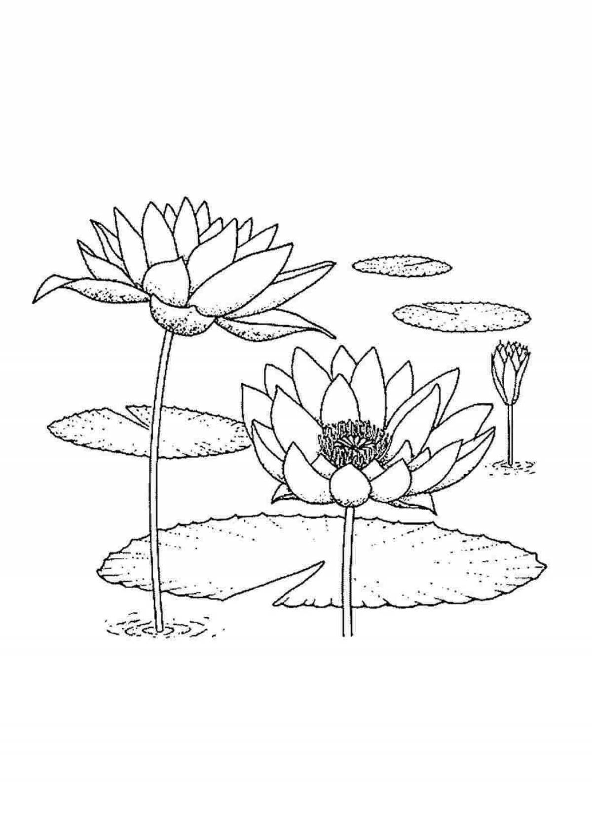 Coloring elegant white water lily