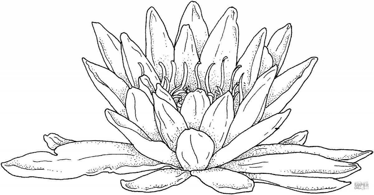 Coloring divine white water lily
