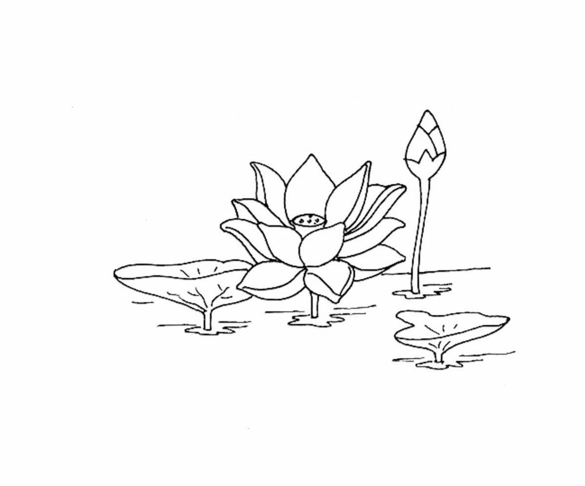 Coloring exquisite white water lily