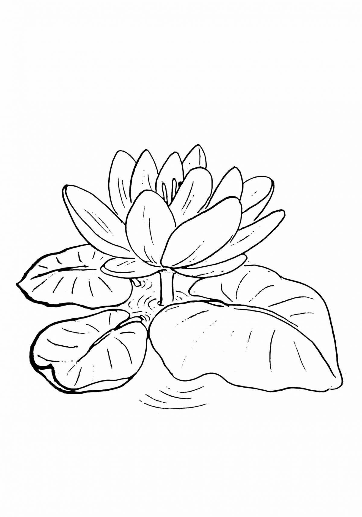 Coloring page blissful white water lily