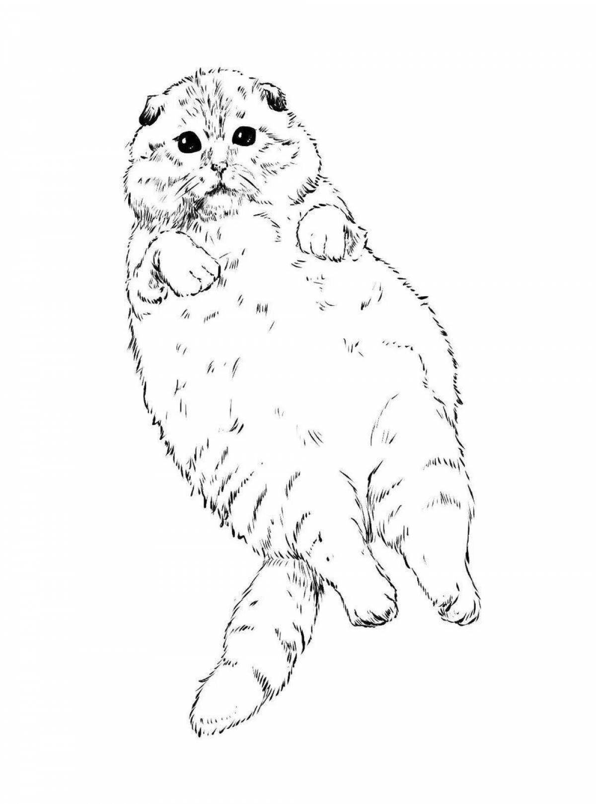 Раскраска nifty basik cat
