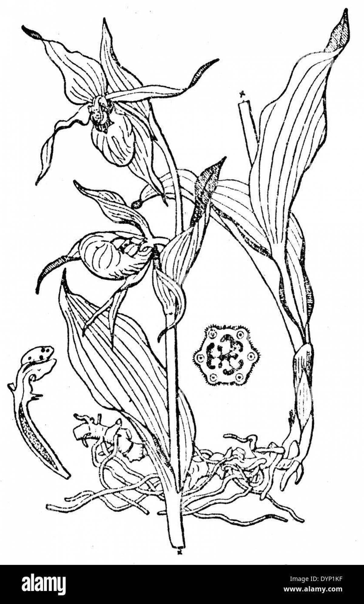 Диаграмма цветка башмачка Венерина