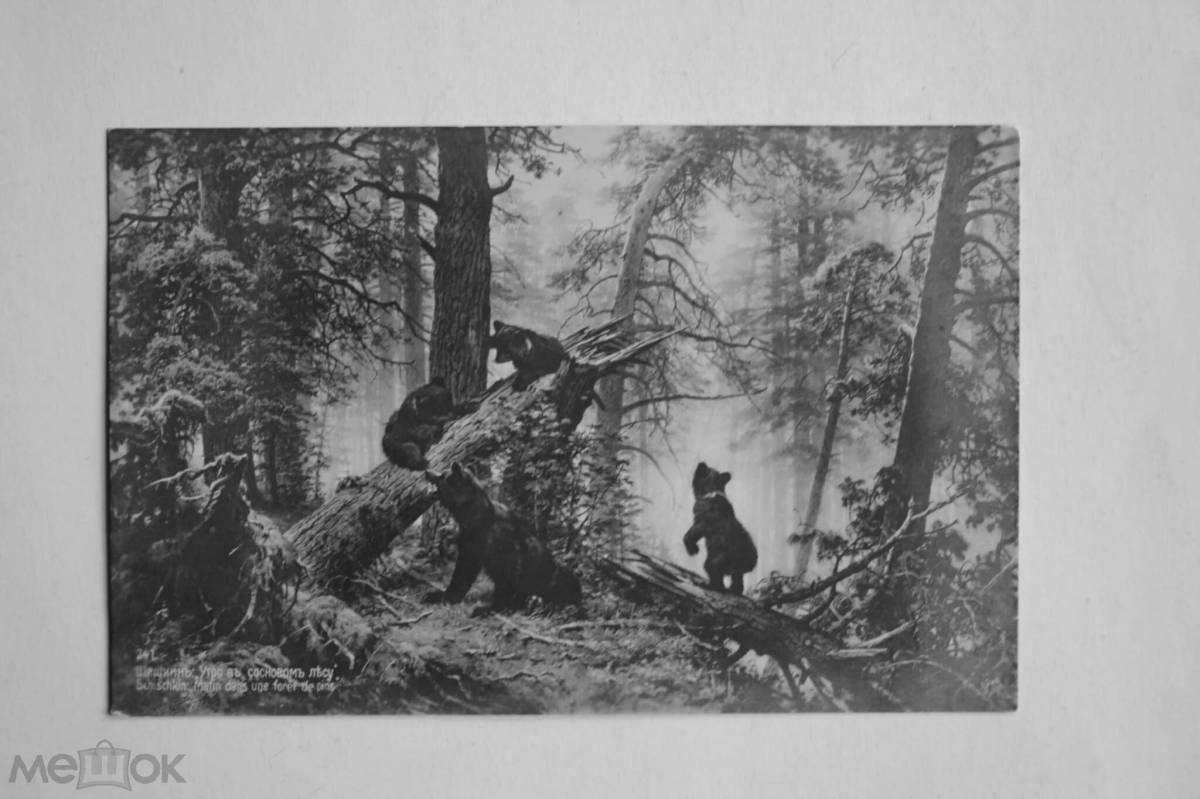 Photo Glorious morning in the pine forest shishkin