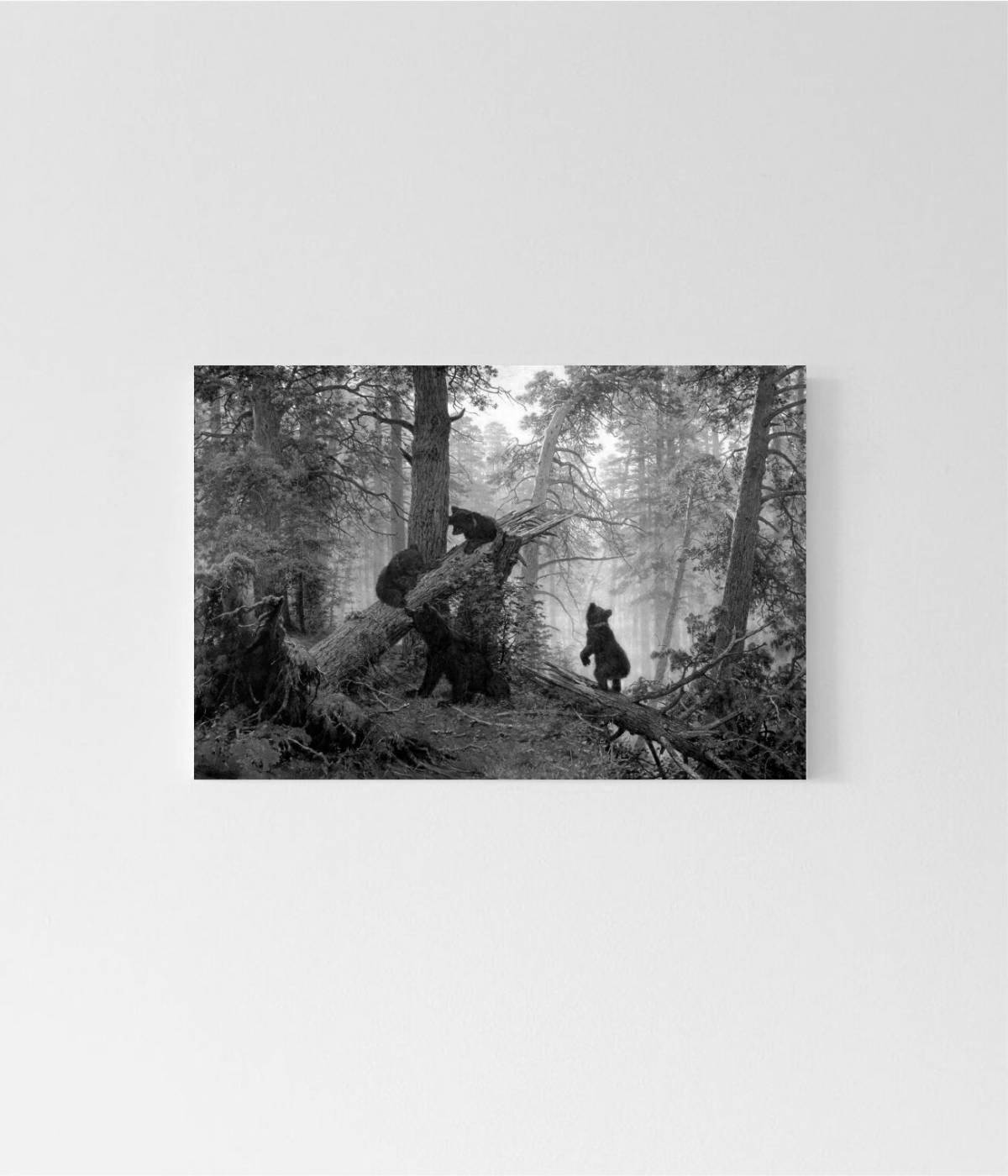 Photo A gorgeous morning in a pine forest shishkin