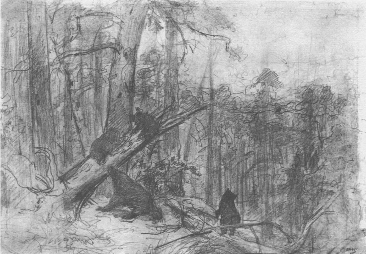 Calming morning in the pine forest shishkin