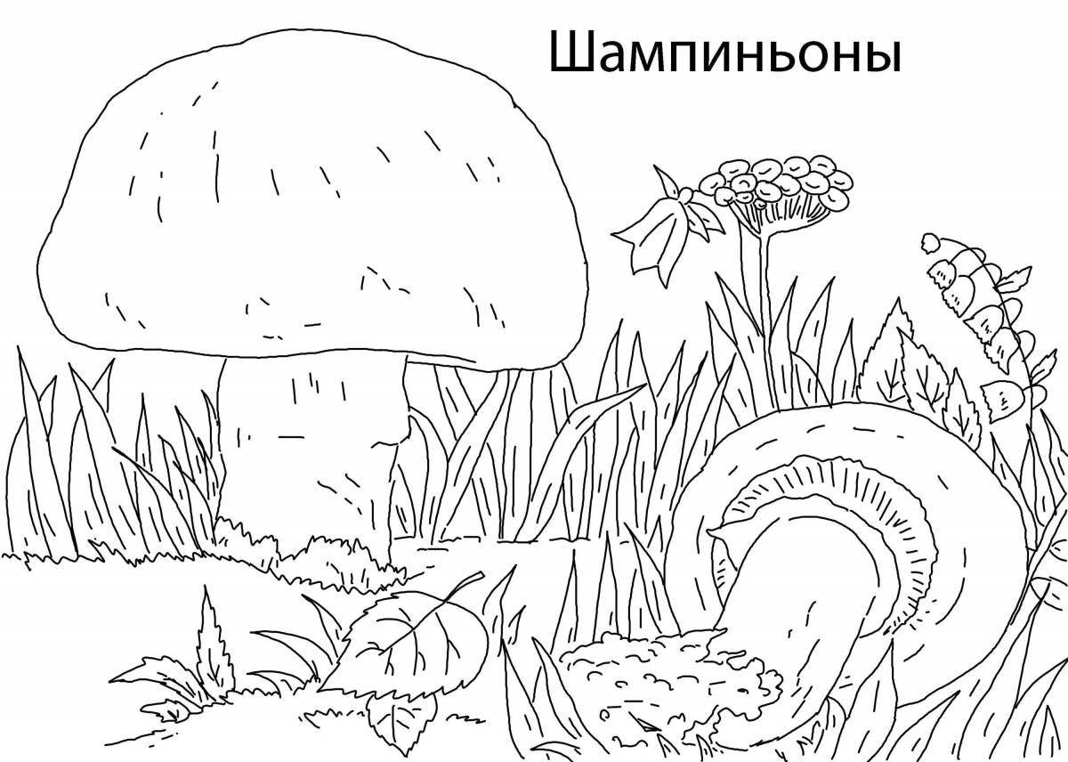 Fairy mushrooms coloring book for kids