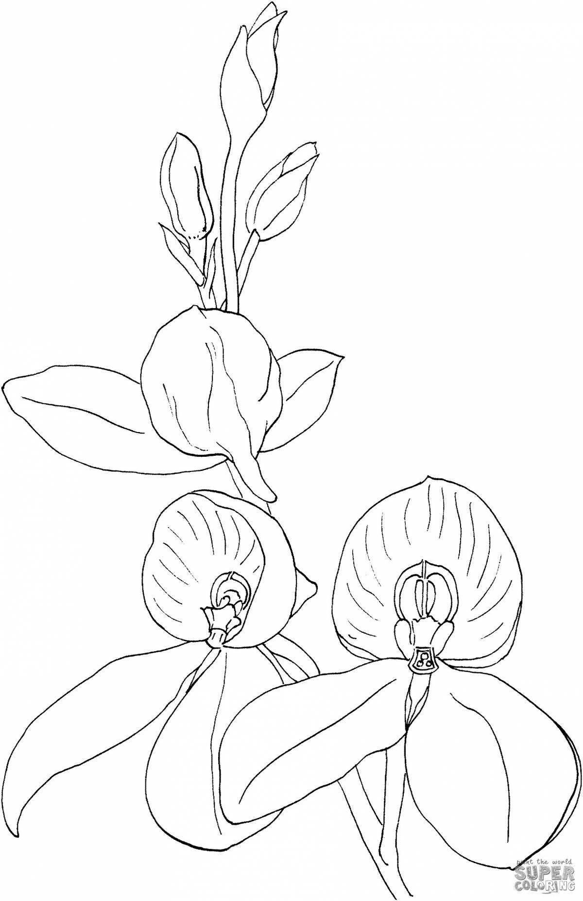 Radiant slipper from the red book