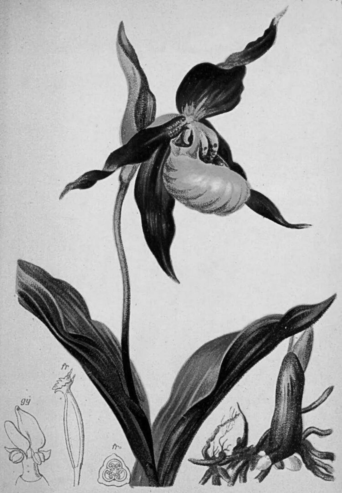 Exquisite women's slipper from the red book