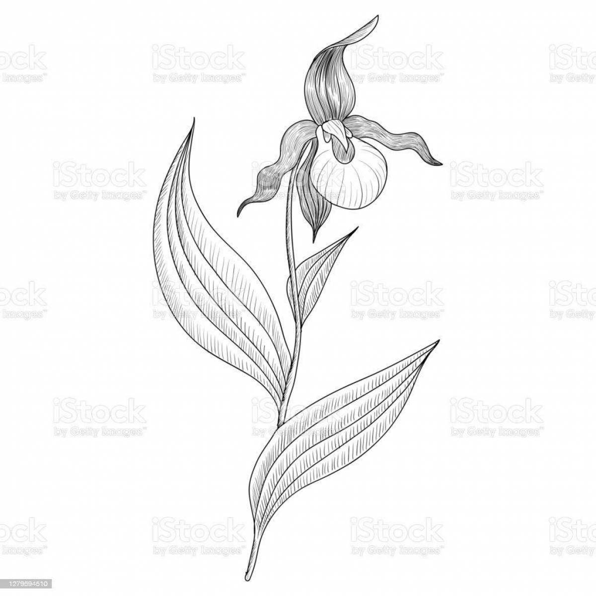 Luxury slipper from the red book