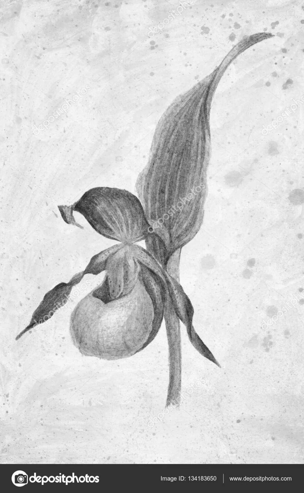 Shoe of a lovely lady from the red book