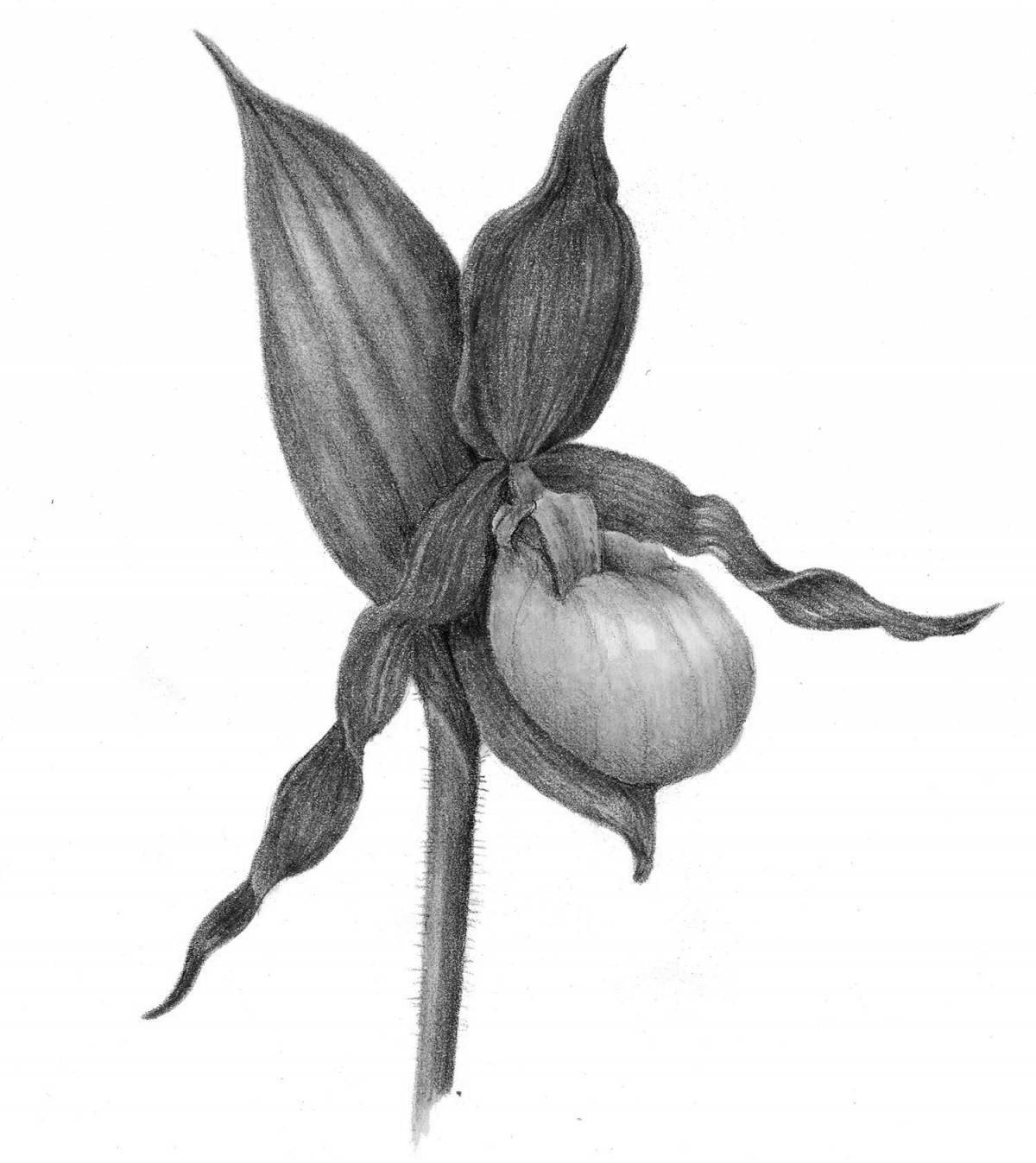 Shoe of a bright lady from the red book