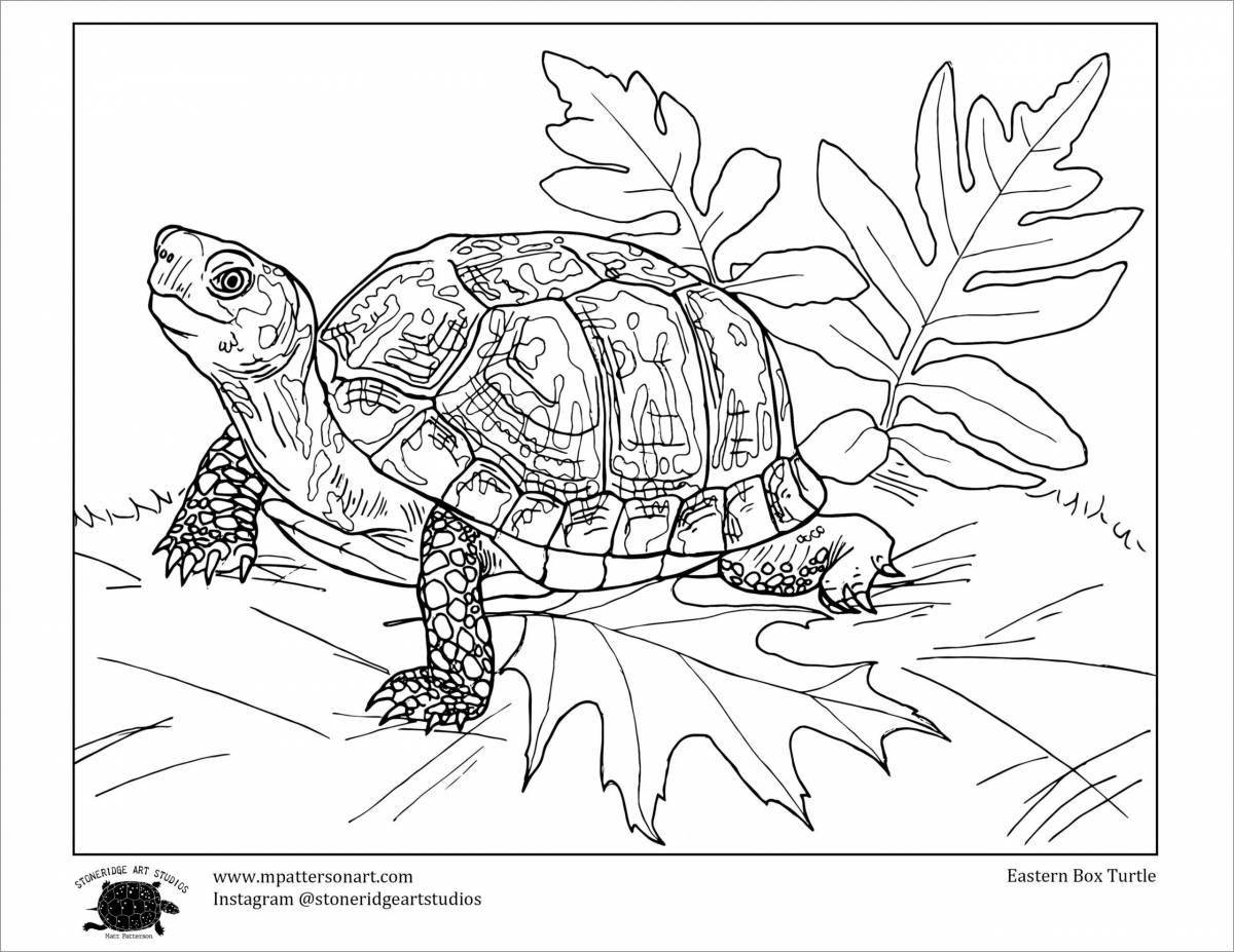 Восхитительная раскраска черепаха для детей 6-7 лет