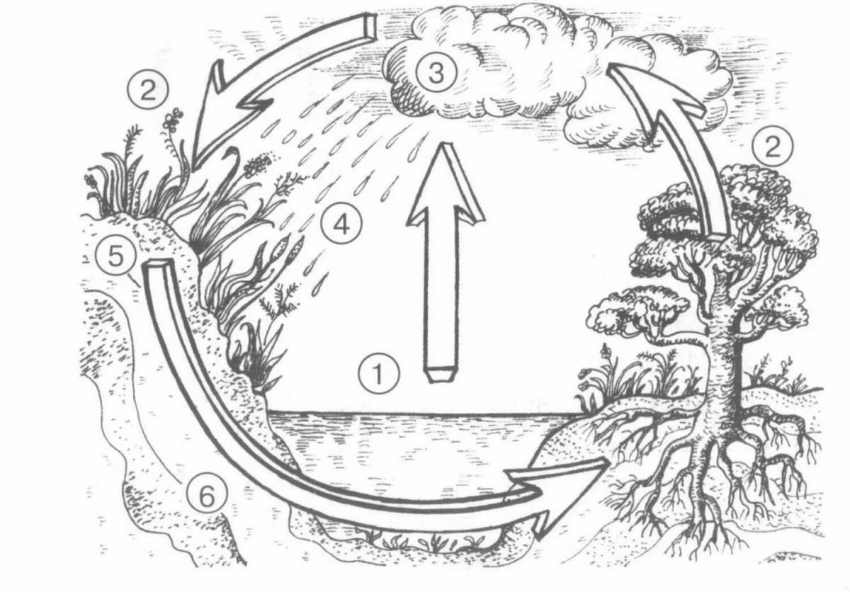 Playful water cycle in nature for children