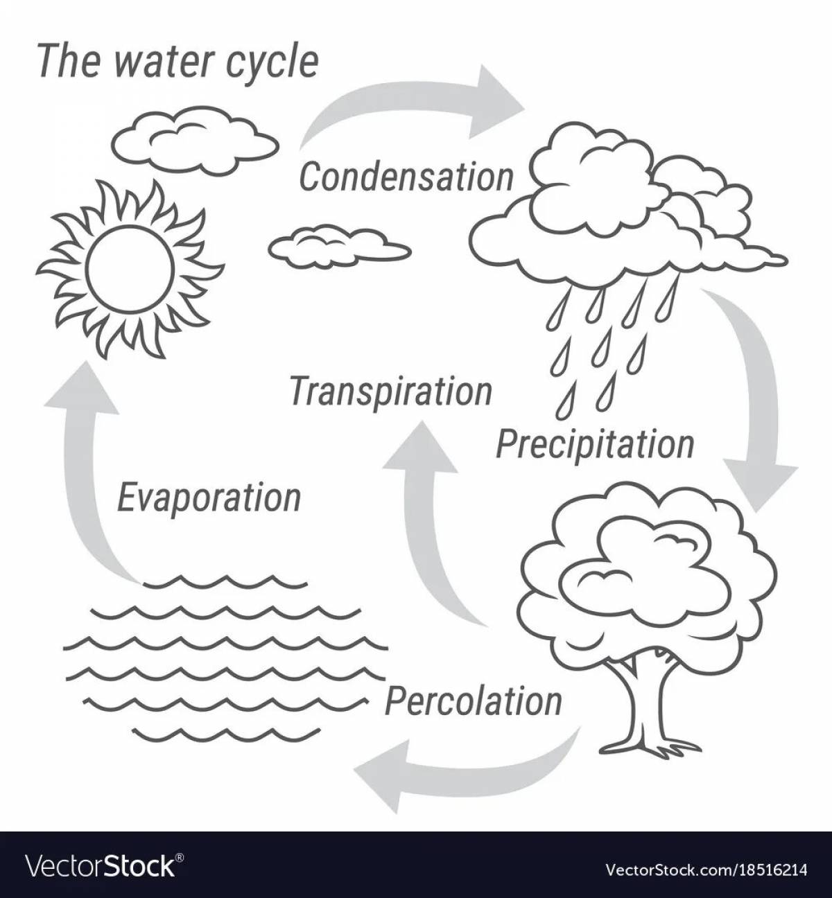 The water cycle for kids #5