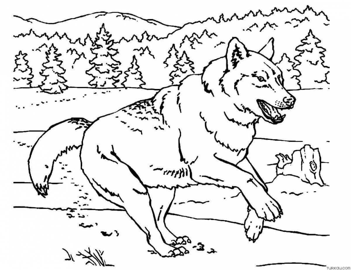 Лучистая раскраска волк для детей 6-7 лет