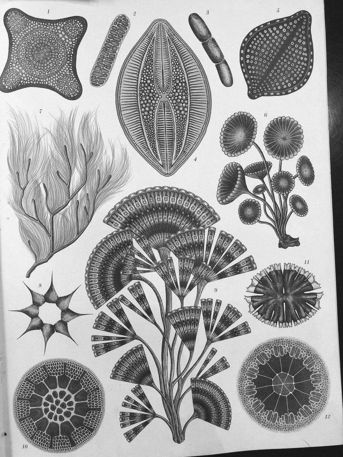 Playful botanicum coloring page