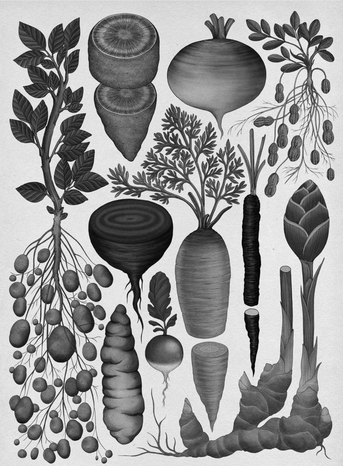 Vivid botanicum coloring page