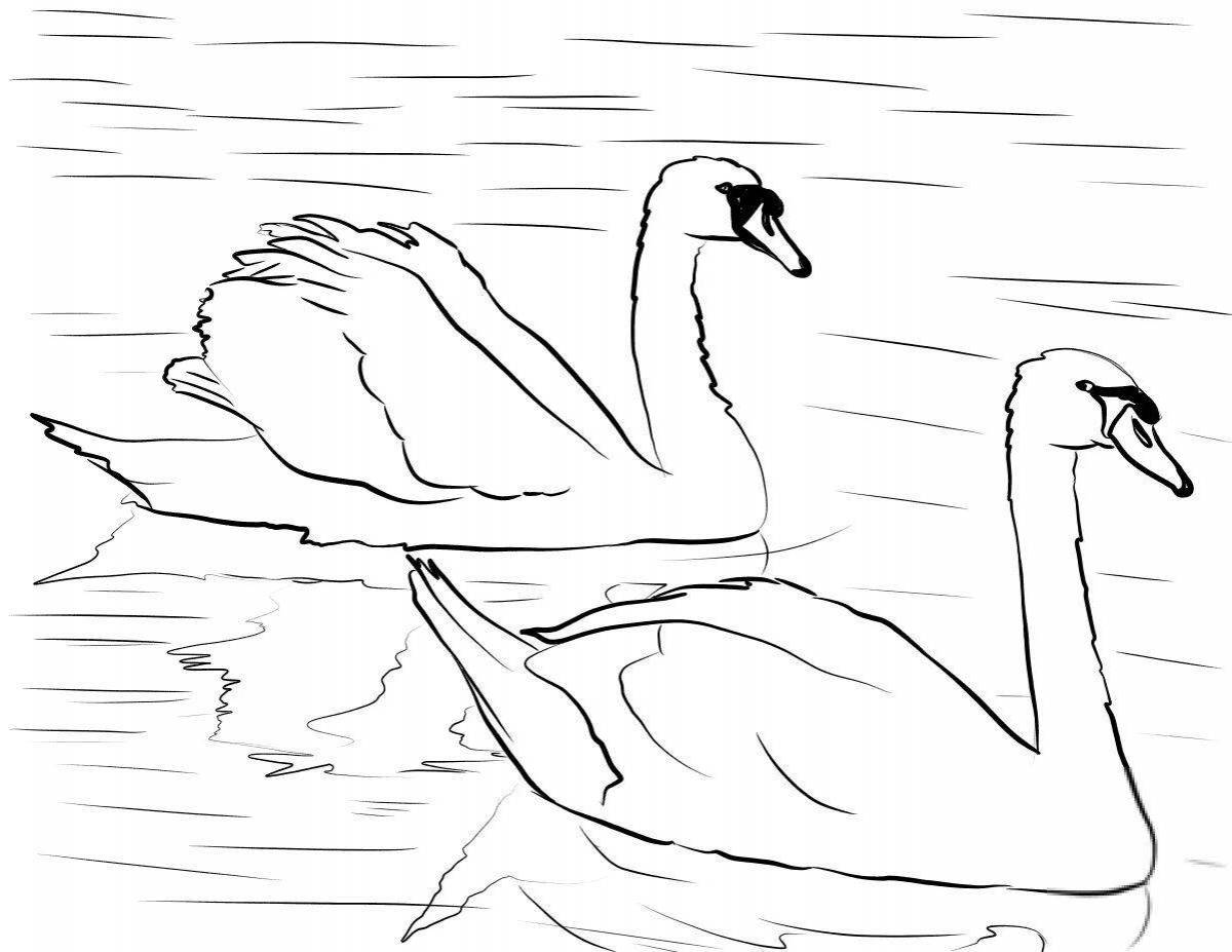 Распечатать картинку лебедь. Лебедь шипун рисунок. Лебедь кликун раскраска для детей. Лебедь шипун раскраска. Лебедь раскраска для детей.