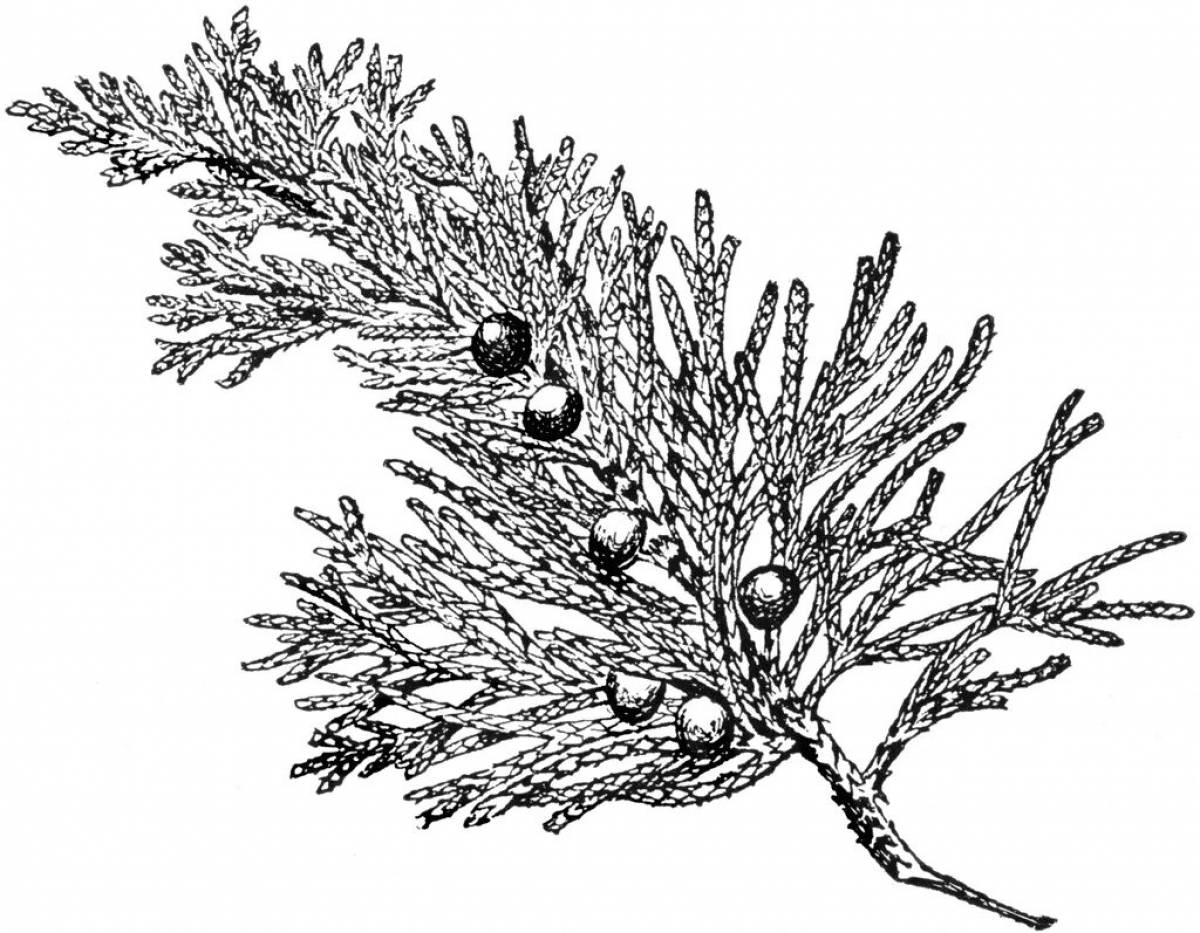 Куст можжевельника рисунок