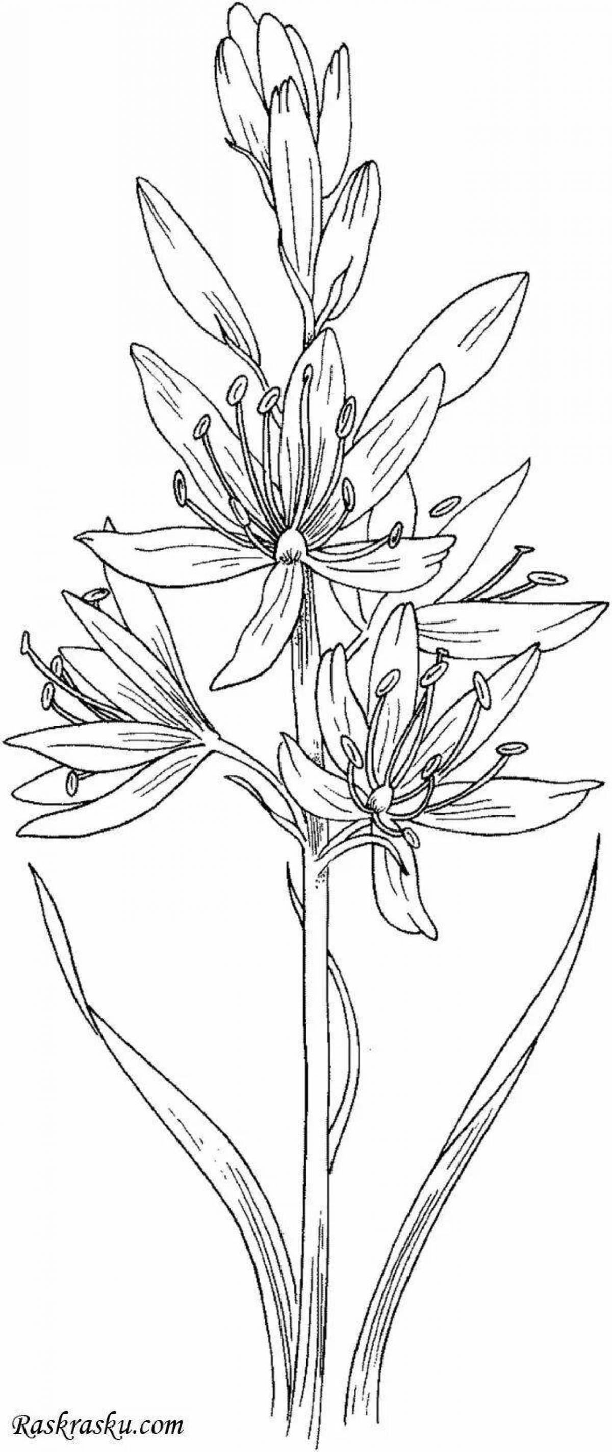 Bright orchis coloring page