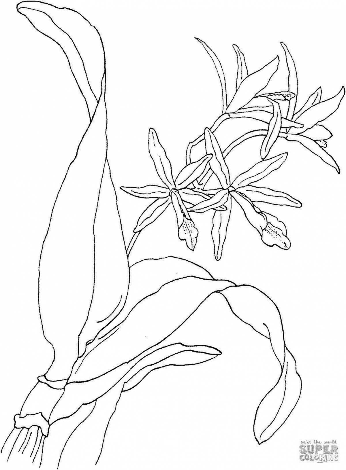 Coloring book cheerful orchid