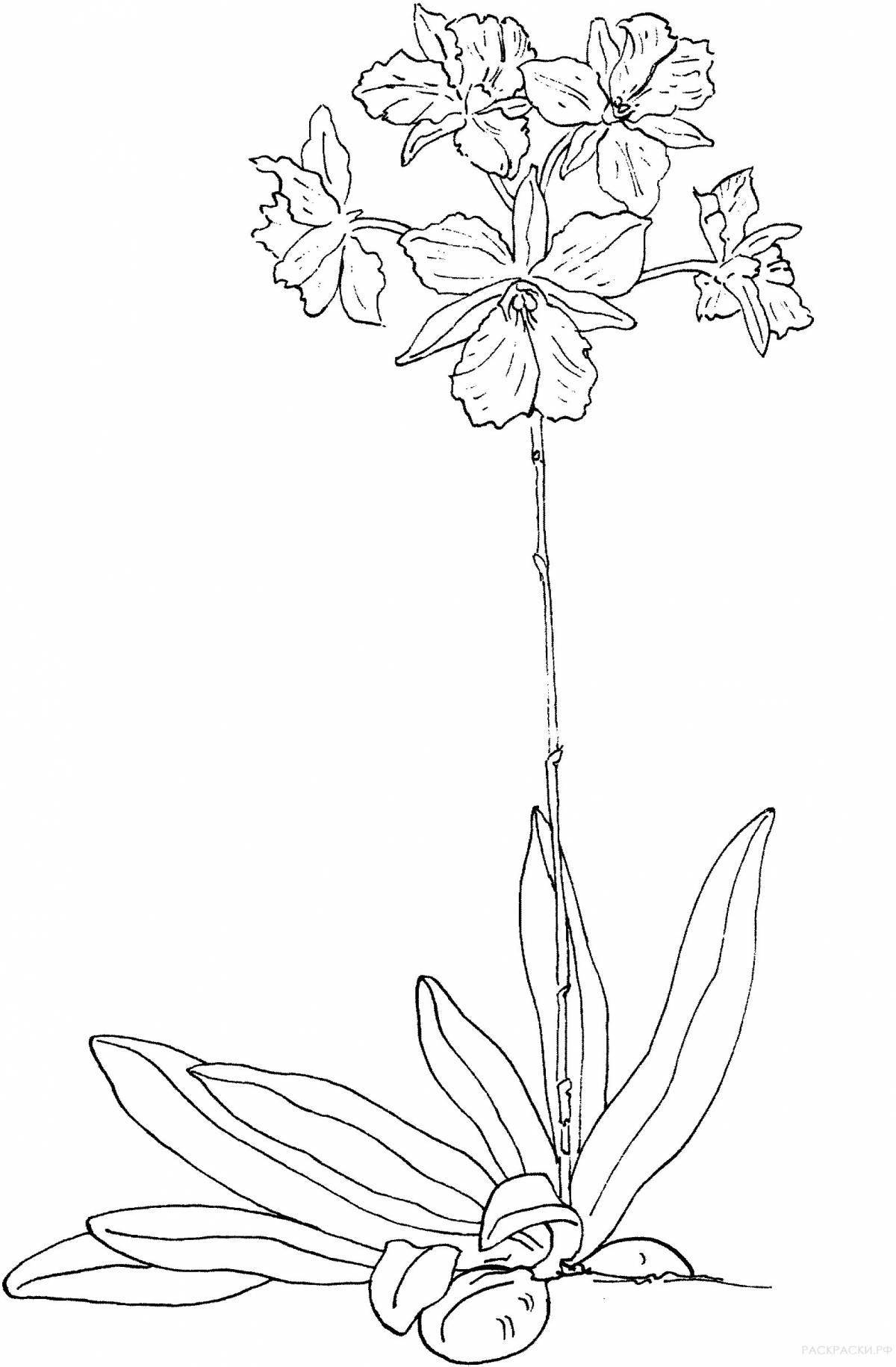 Playful orchis coloring page