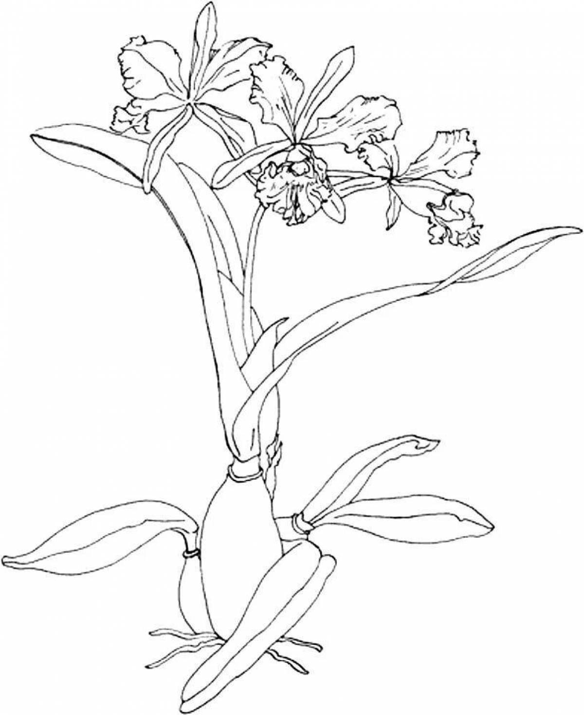 Adorable orchis coloring page
