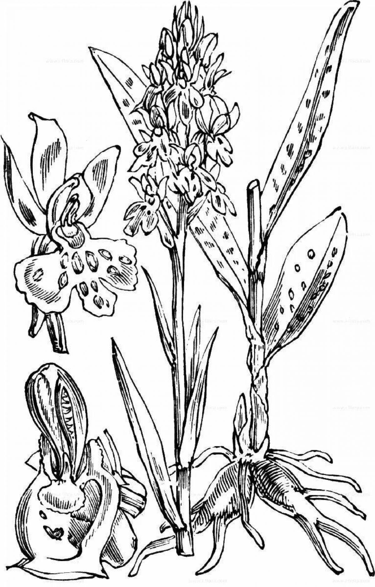 Splendid orchis coloring book