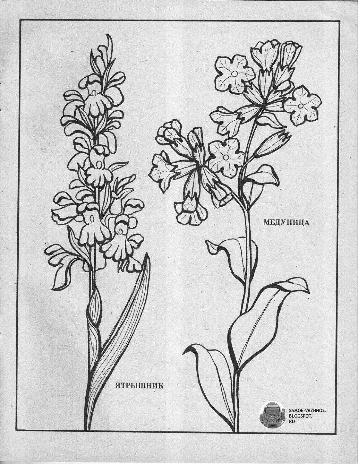 Coloring book splendid orchis