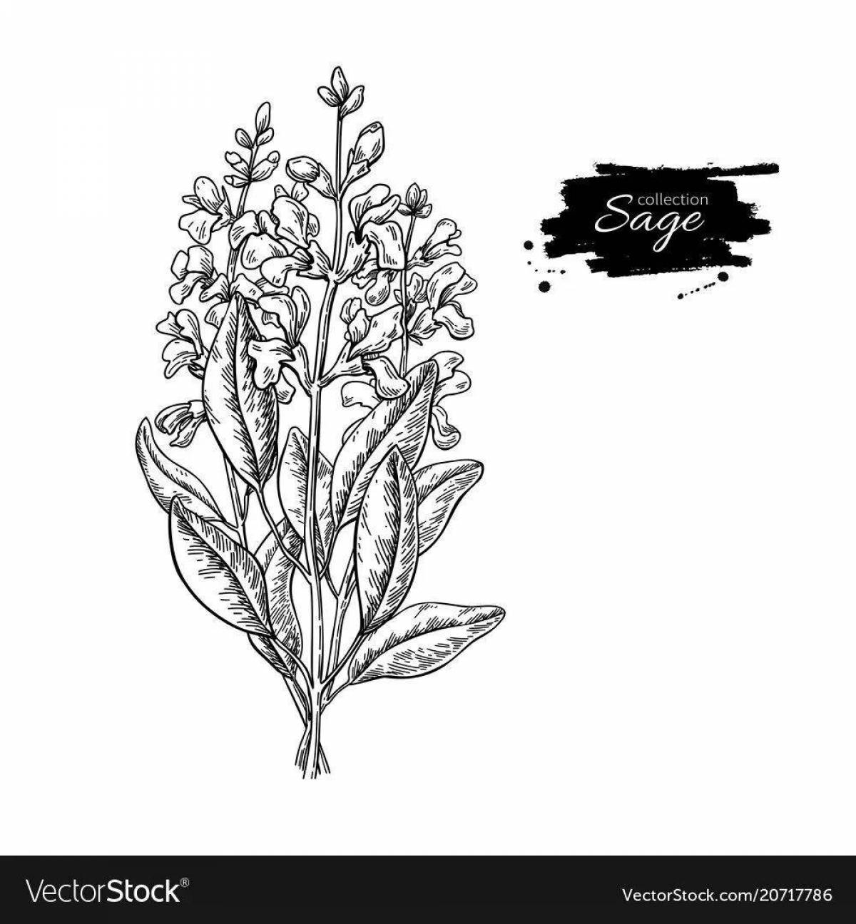 Beautiful orchis coloring page