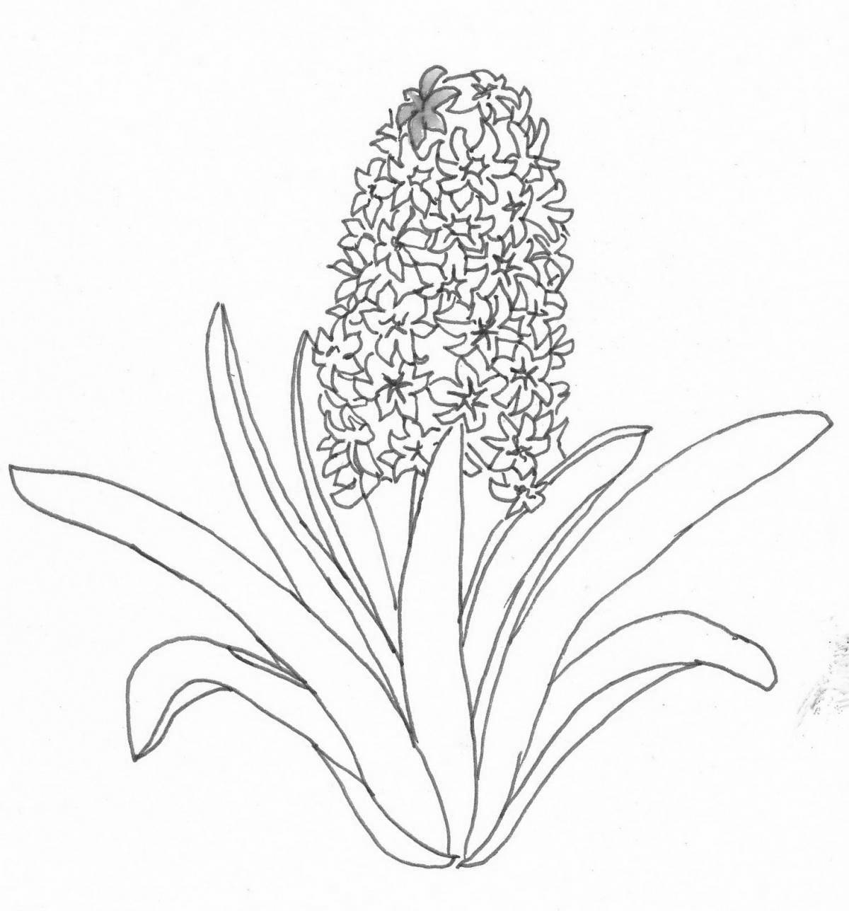 Coloring exotic orchis