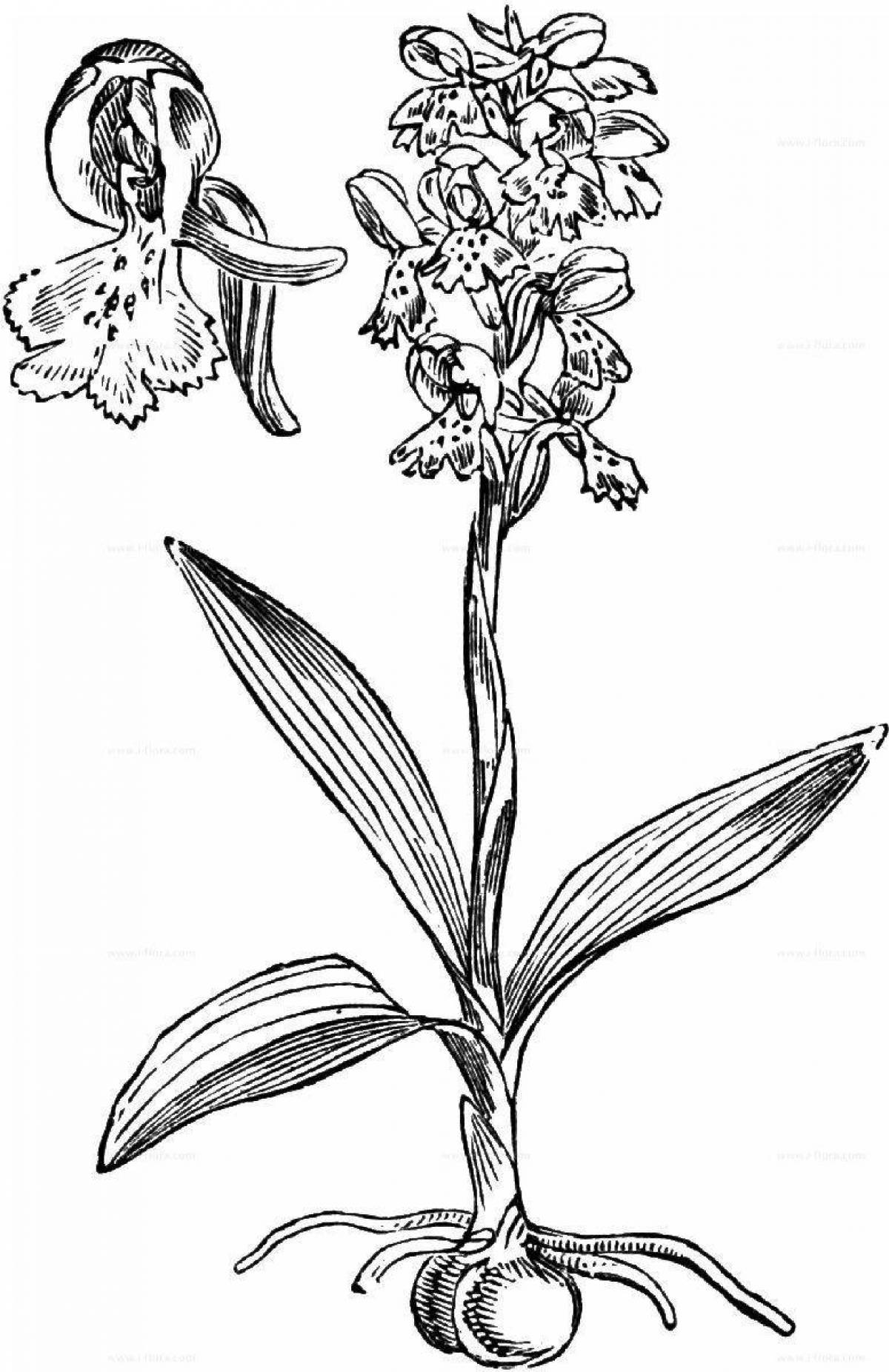 Amazing orchis coloring book