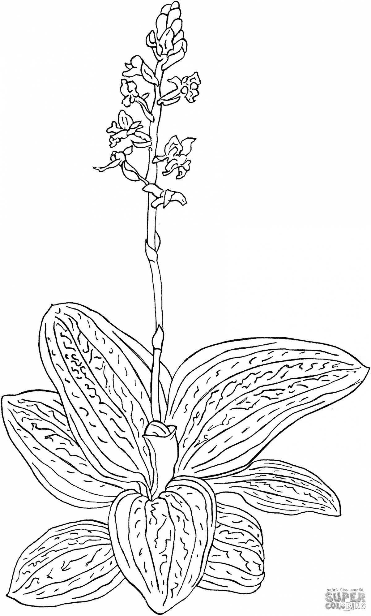 Coloring book joyful orchis