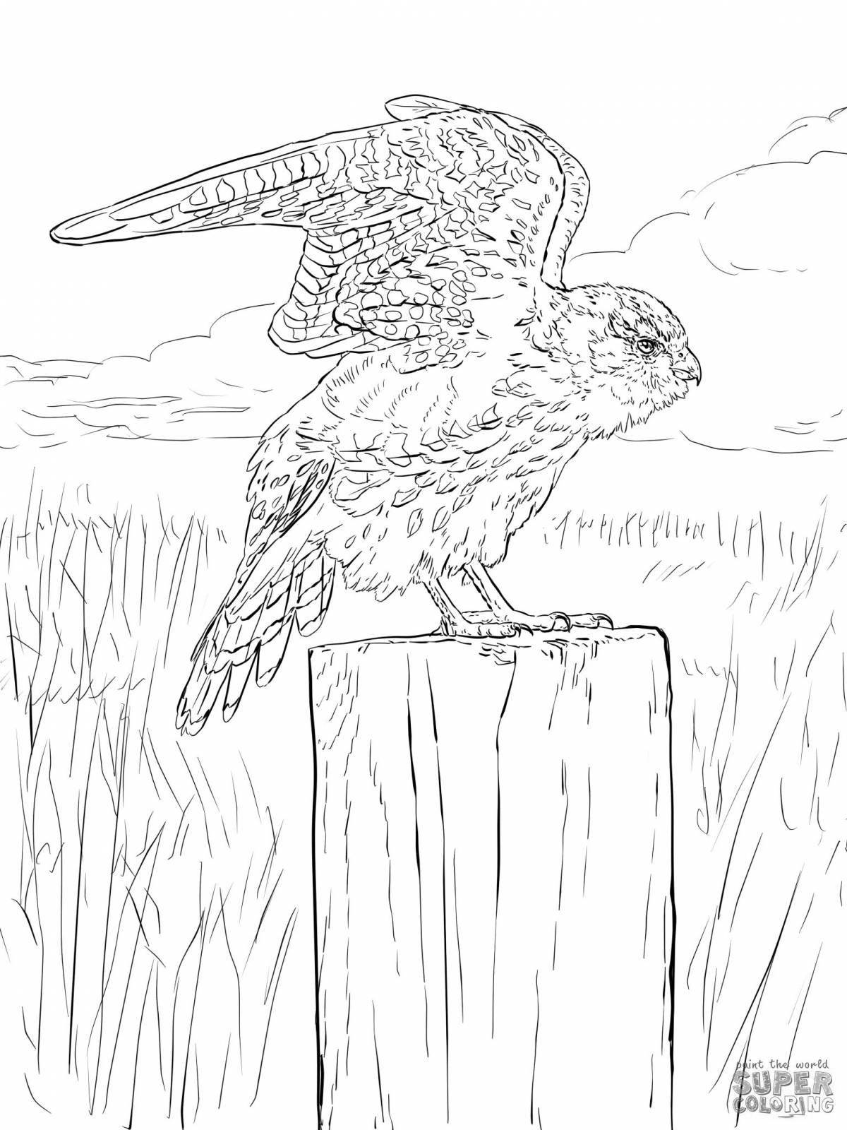 Exalted merlin coloring book
