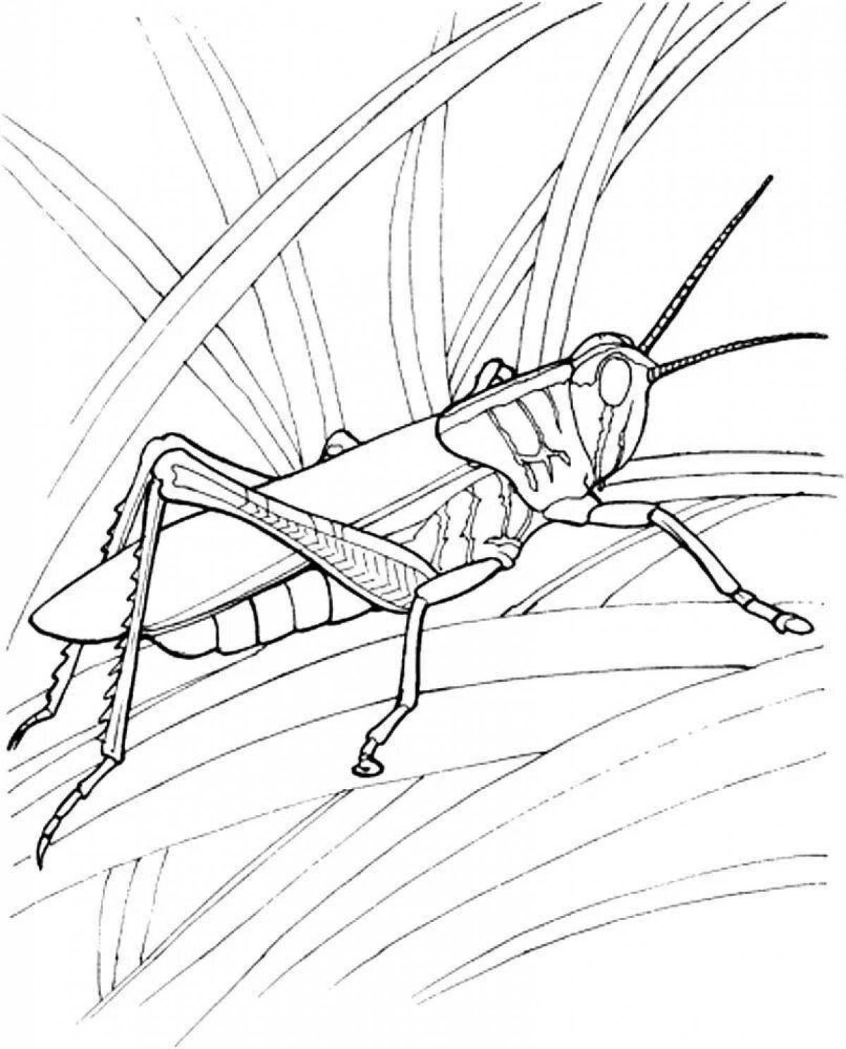 Animated cricket coloring page