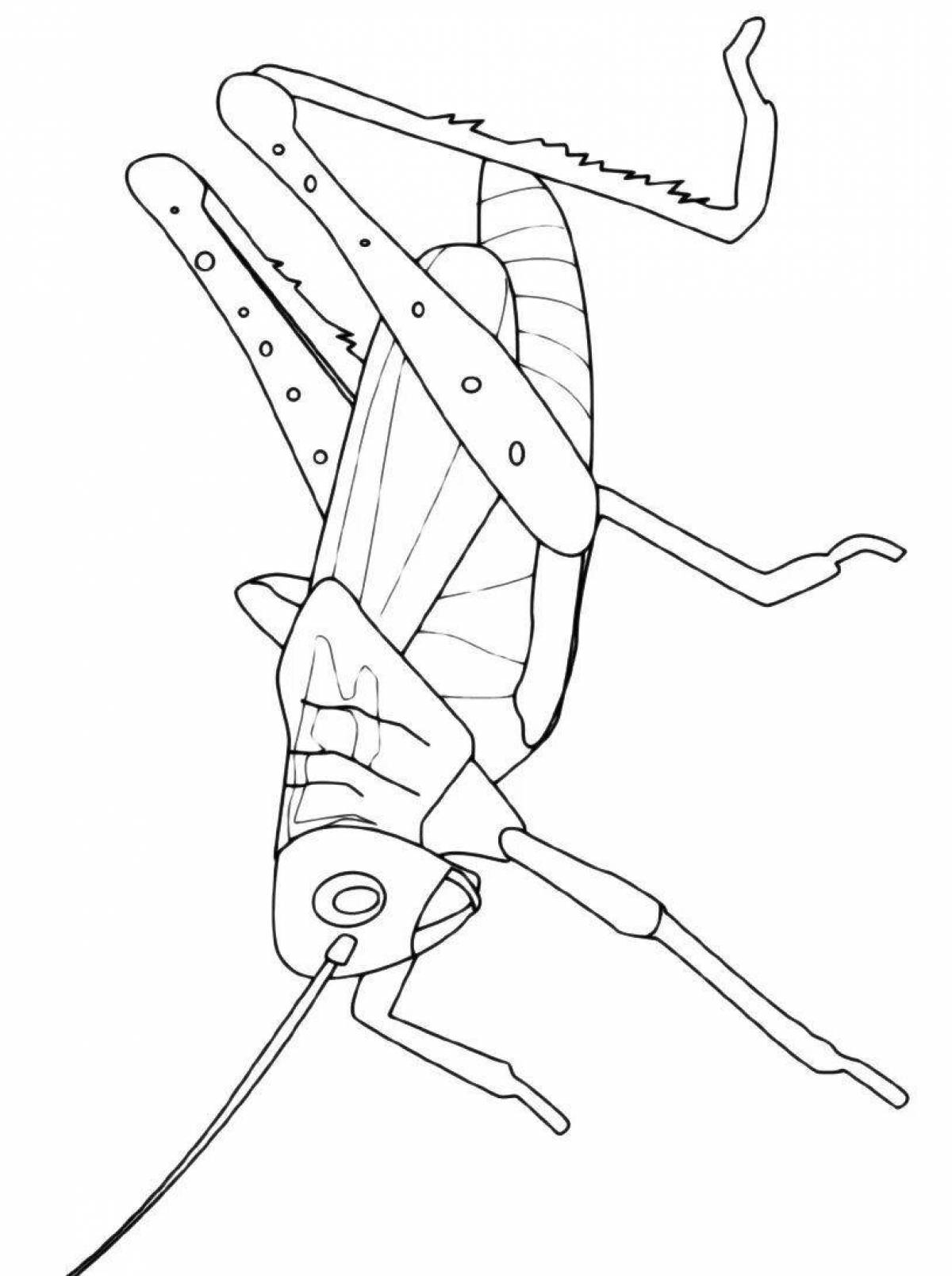 Amazing cricket coloring page