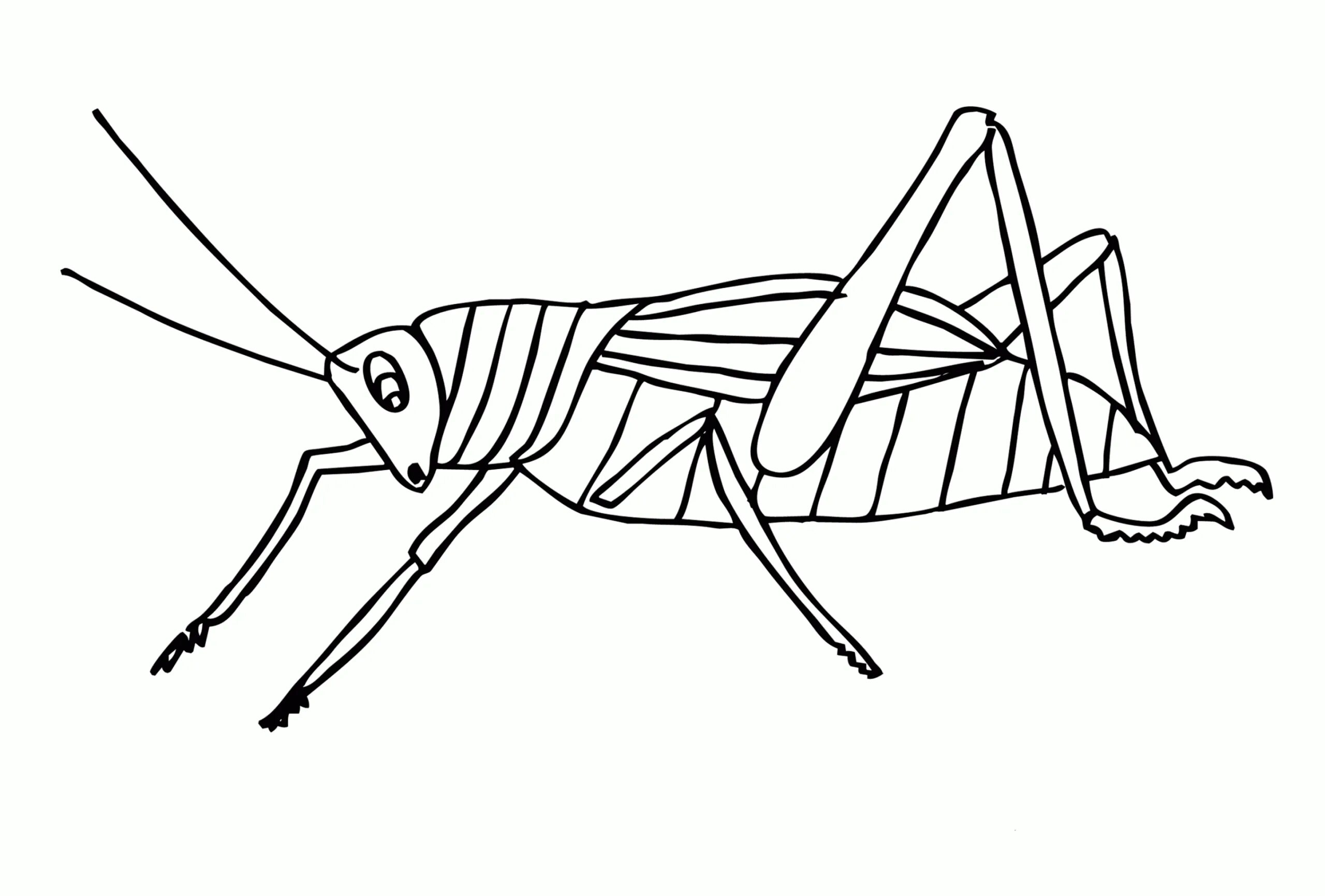 Colorful playful cricket coloring page
