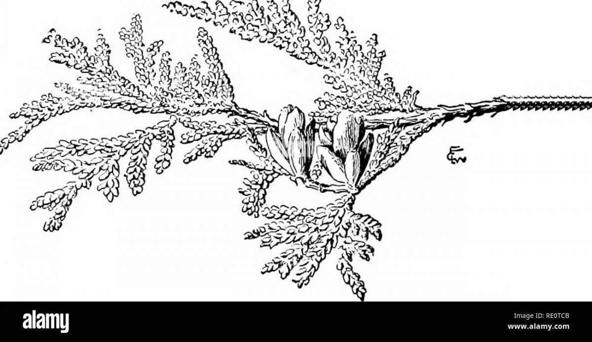 Animated juniper coloring page