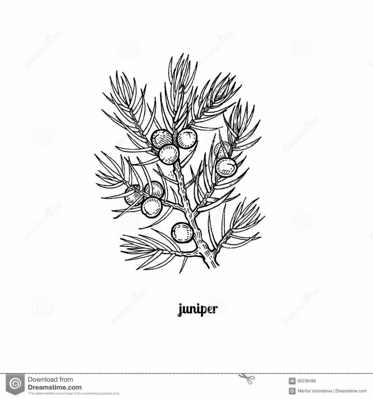 Coloring juniper coloring page