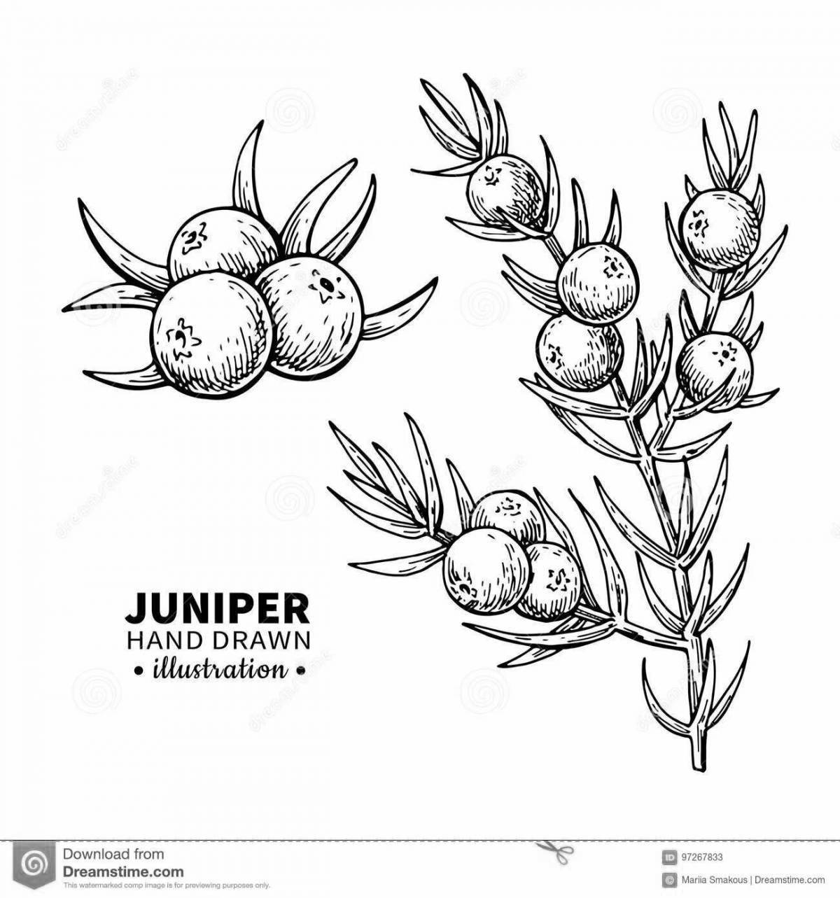 Colour juniper