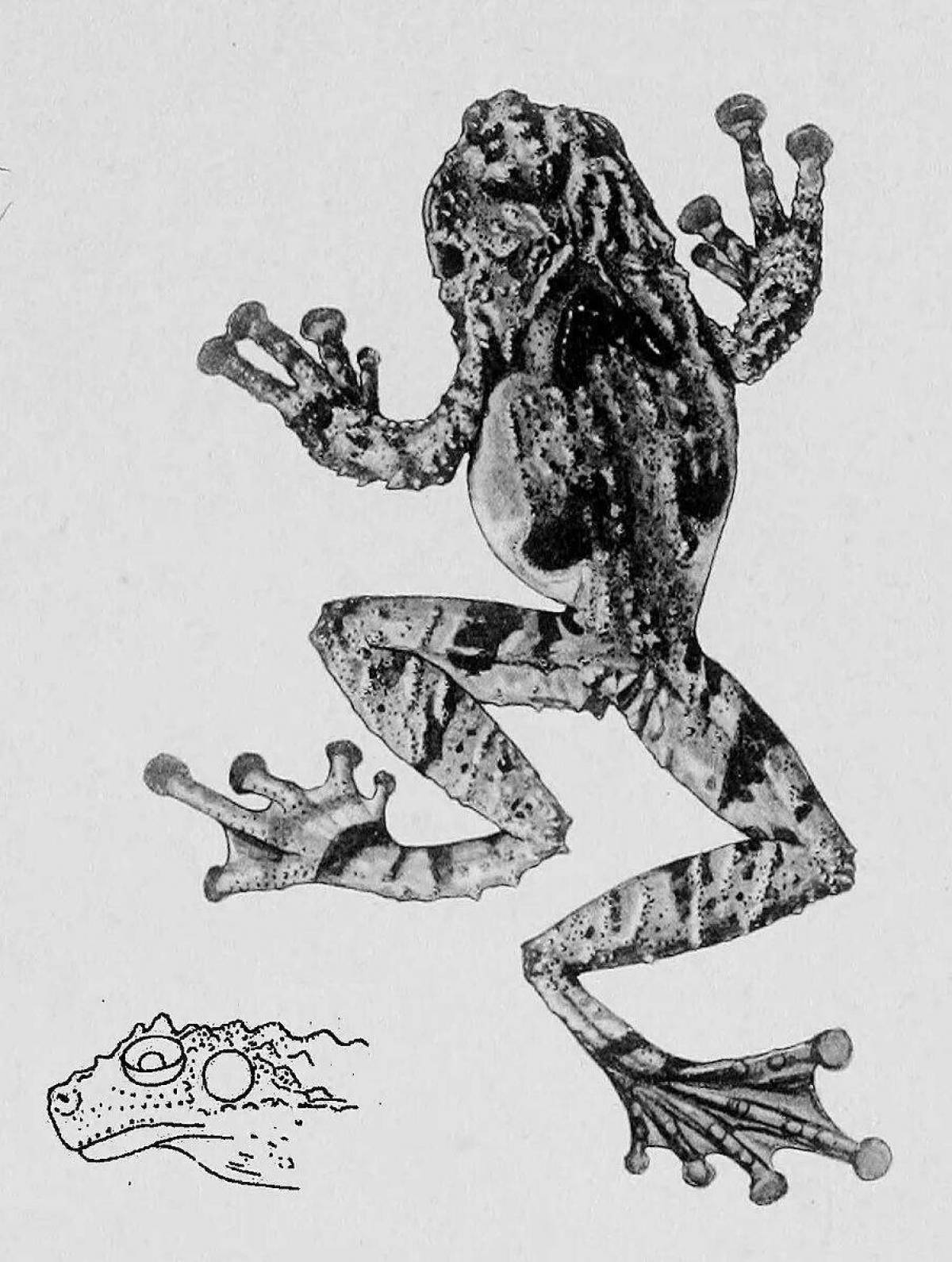 Раскраска волшебный молох