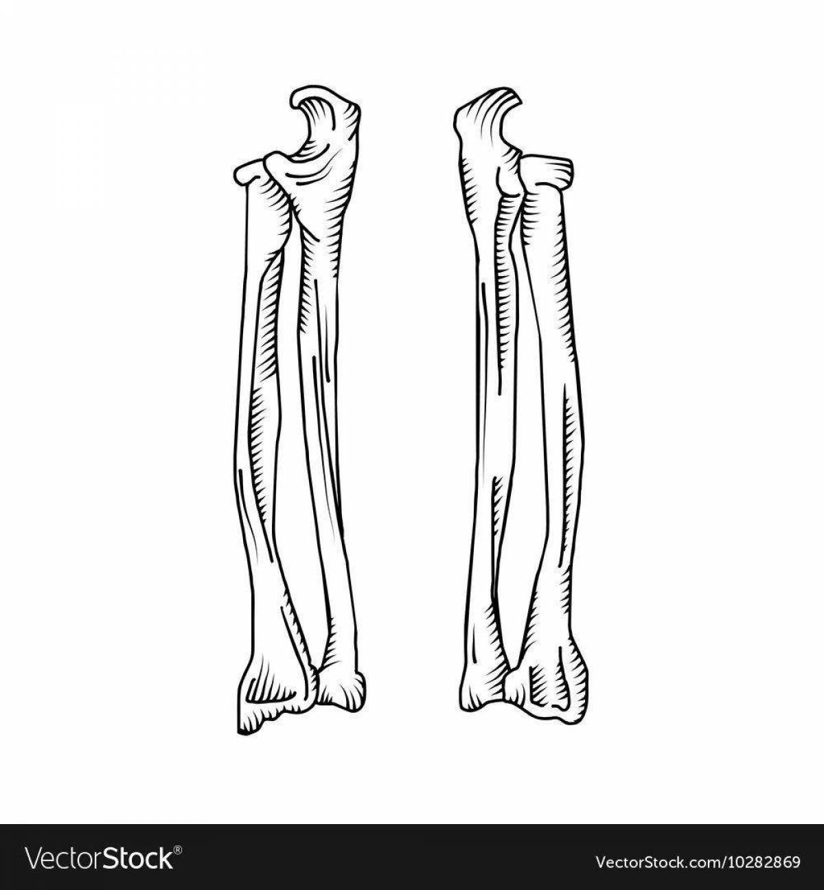 Лучевая кость рисунок