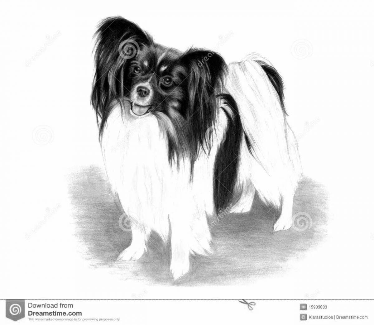 Colourful papillon coloring page