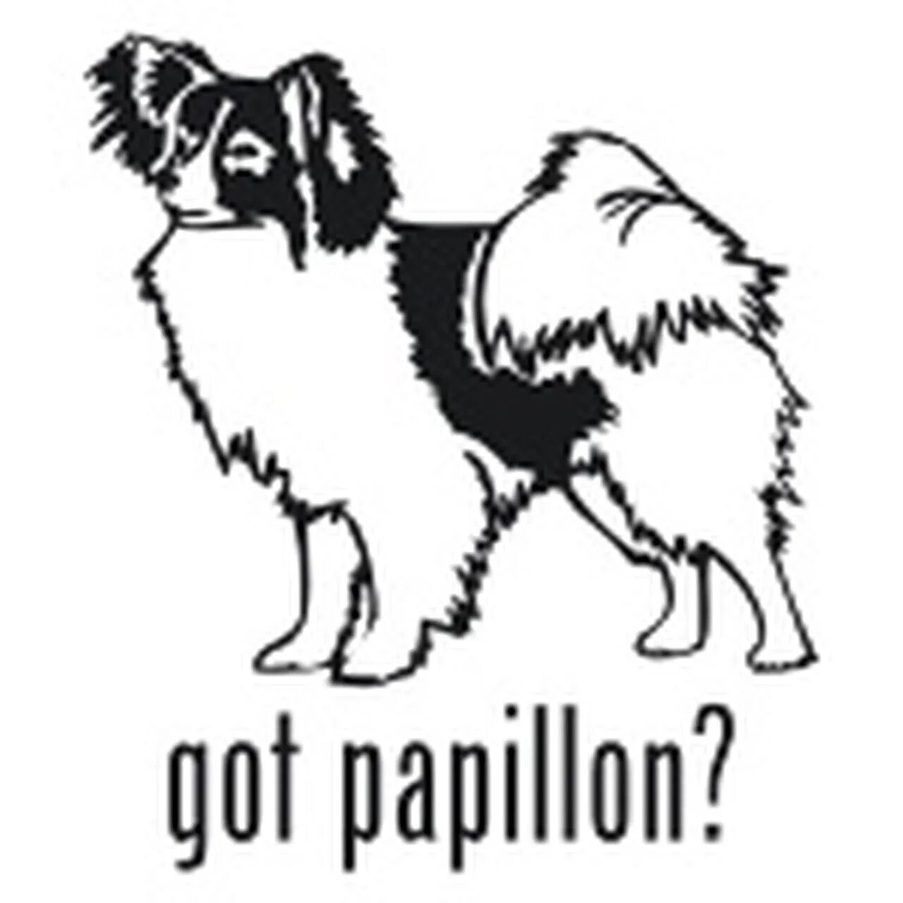 Papillon #7